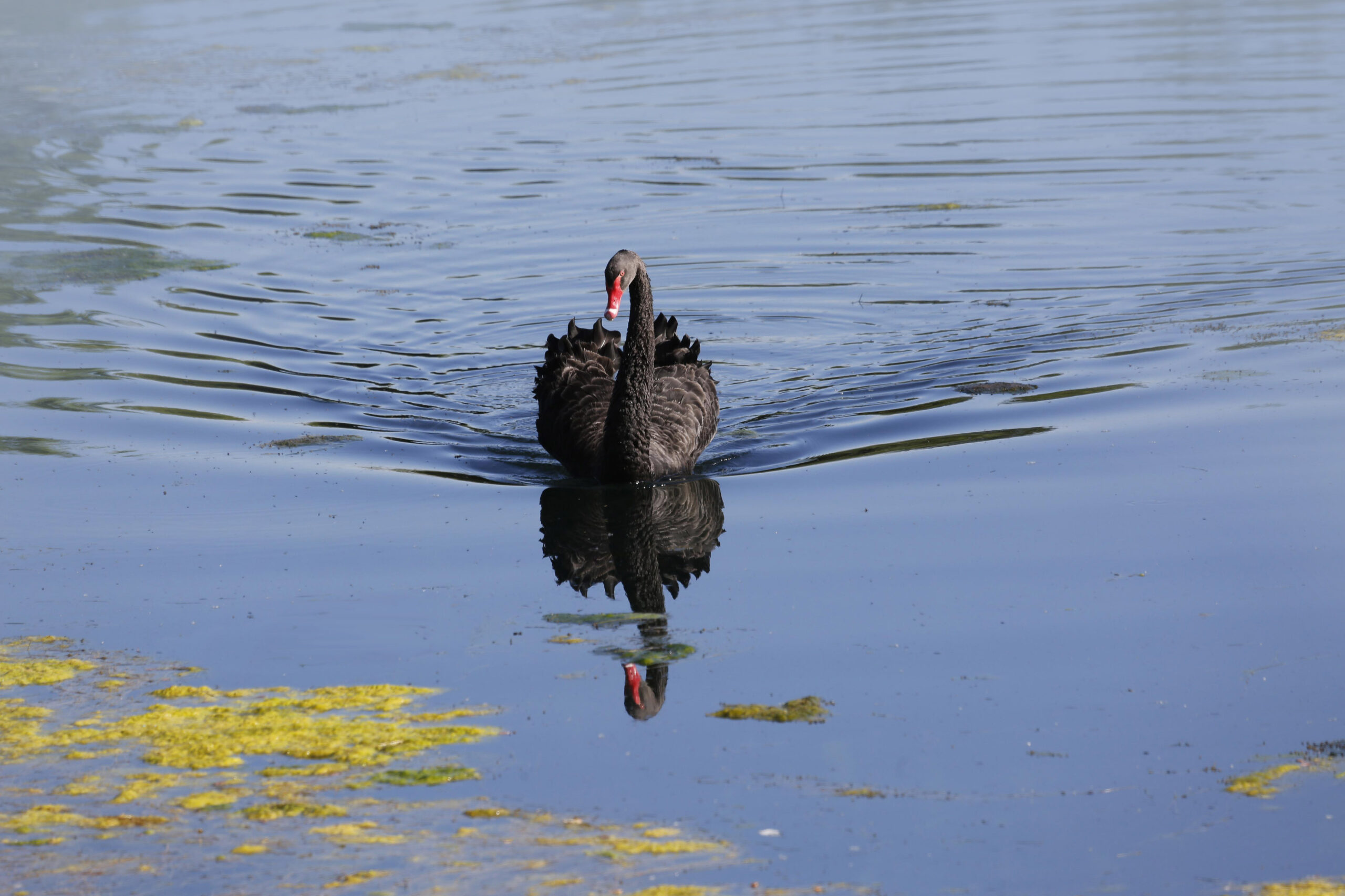 Der Schwarze Schwan Schwarzer Schwan